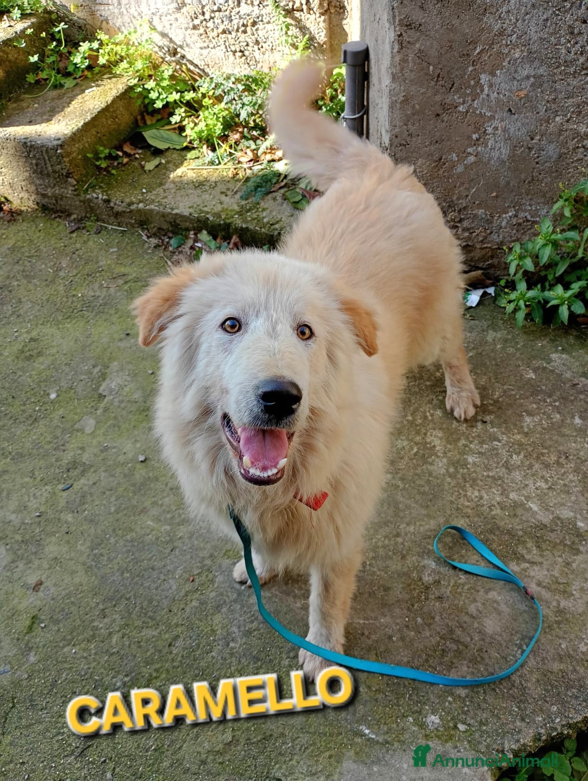 Meticcio cani CARAMELLO MIX GOLDEN - Annuncio 20