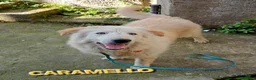 Meticcio cani in regalo: CARAMELLO MIX GOLDEN - Annuncio 1