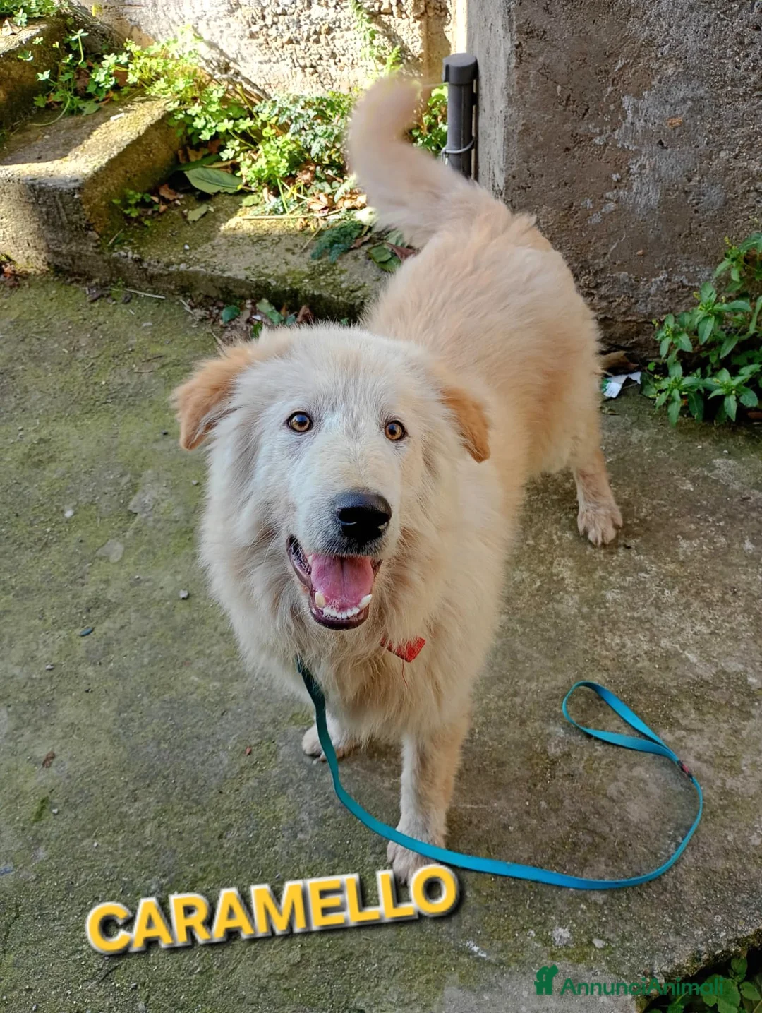 Meticcio cani in regalo: CARAMELLO MIX GOLDEN - Annuncio 1