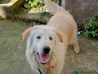Meticcio cani CARAMELLO MIX GOLDEN - Annuncio 27