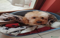 Barboncino cani per accoppiamento: GentilCane cerca Fidanzata - Immagine 10