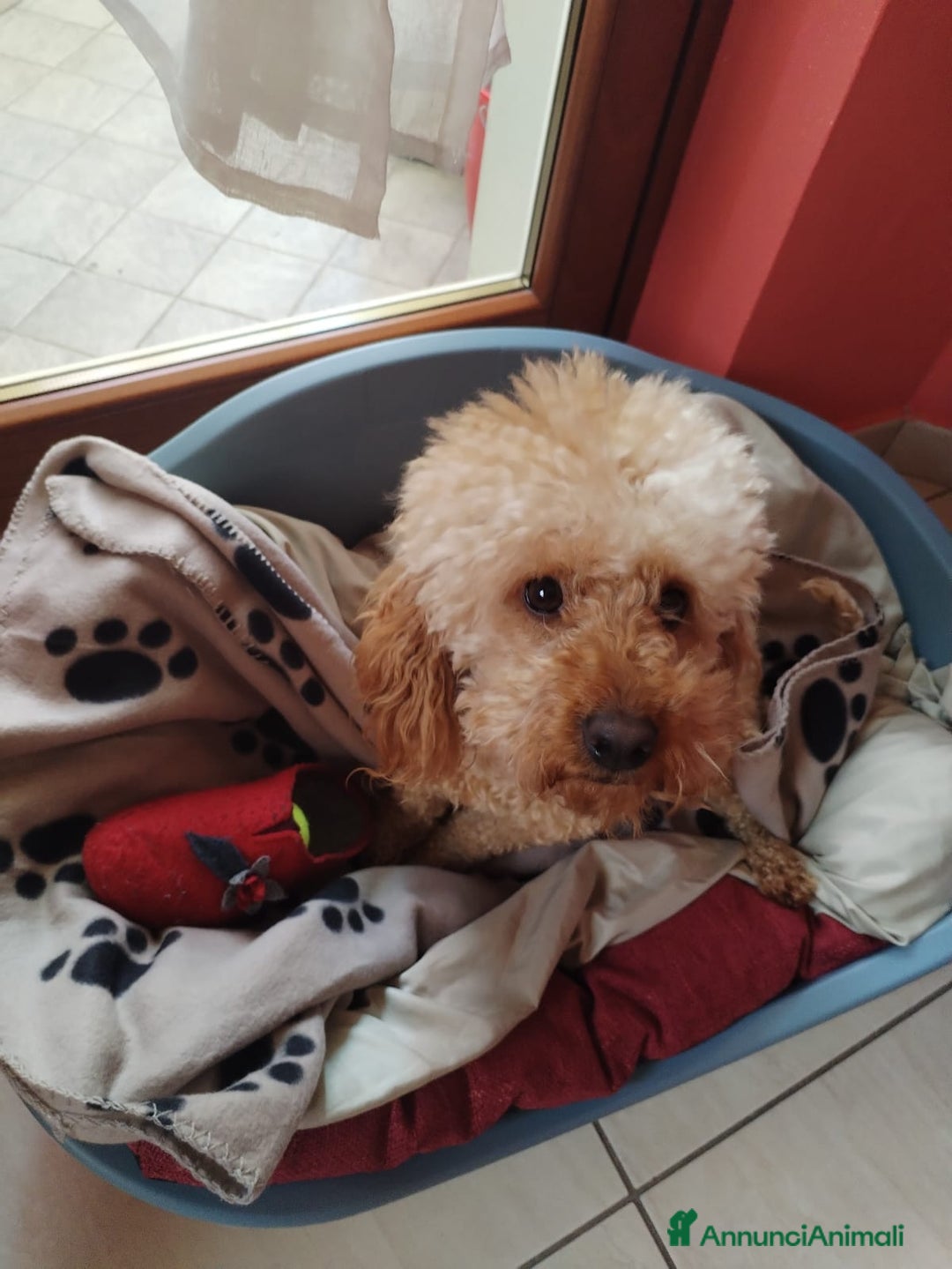 Barboncino cani per accoppiamento: GentilCane cerca Fidanzata - Immagine 10