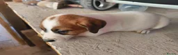 Jack Russell cani in vendita: Bellissimo cuccioli di Jack Russell terrier  a Provincia di Benevento - Annuncio 5