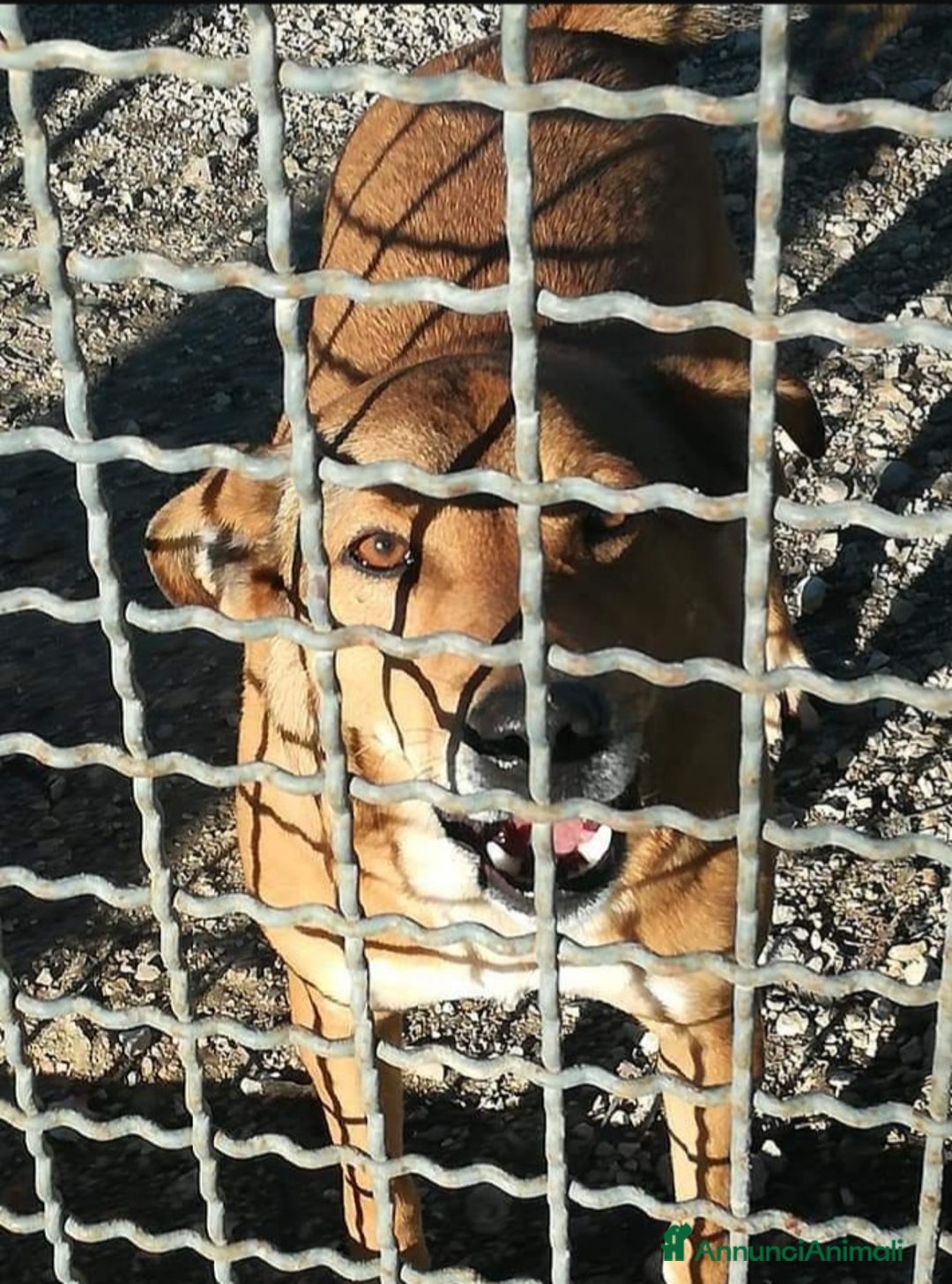 Meticcio cani in regalo: Bruno 5/6anni lo volevano morto! NAPOLI SOS CASA a Città metropolitana di Milano - Annuncio 4