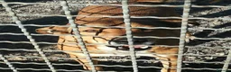 Meticcio cani in regalo: Bruno 5/6anni lo volevano morto! NAPOLI SOS CASA a Città metropolitana di Milano - Annuncio 4