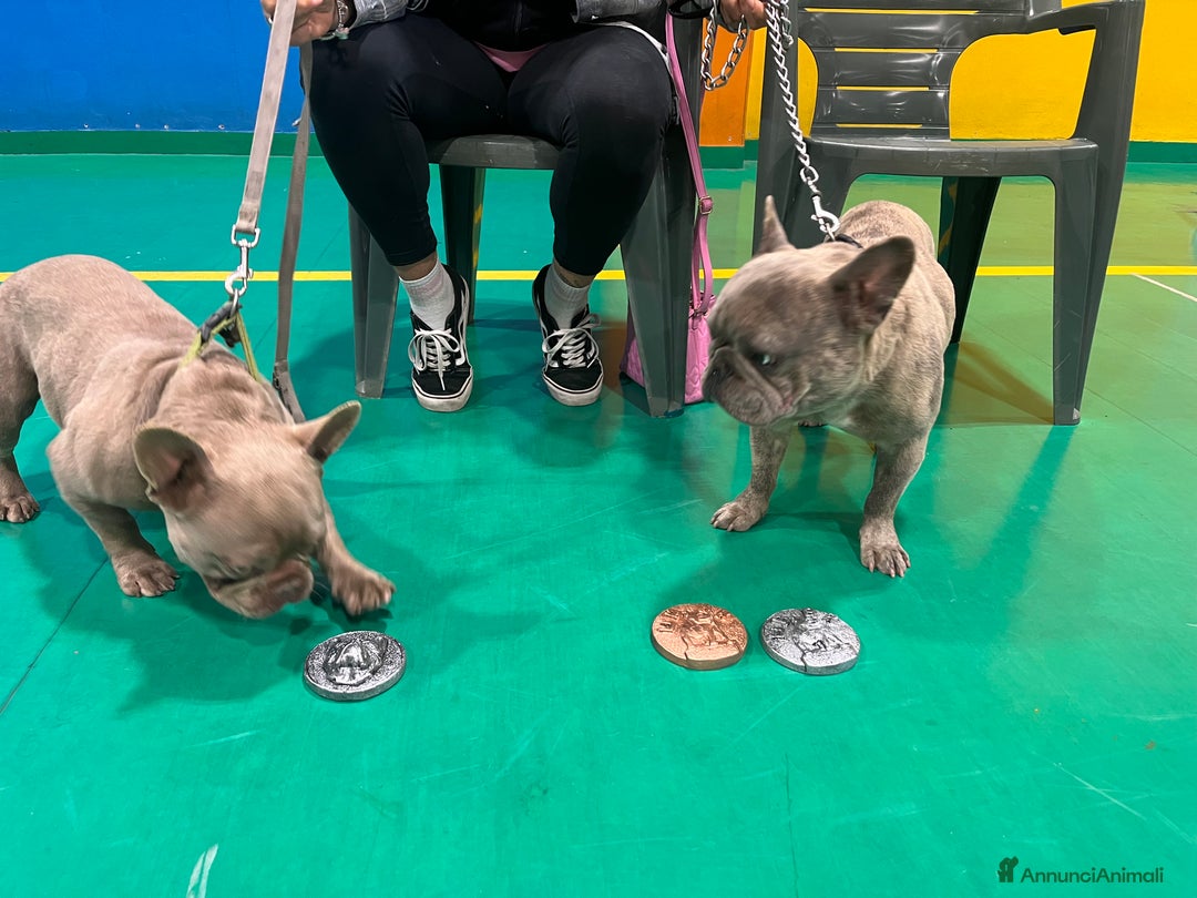 Immagine della galleria {{count}}