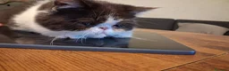 Exotic Shorthair gatti in vendita: Exotic shorthair cucciolo - Annuncio 3