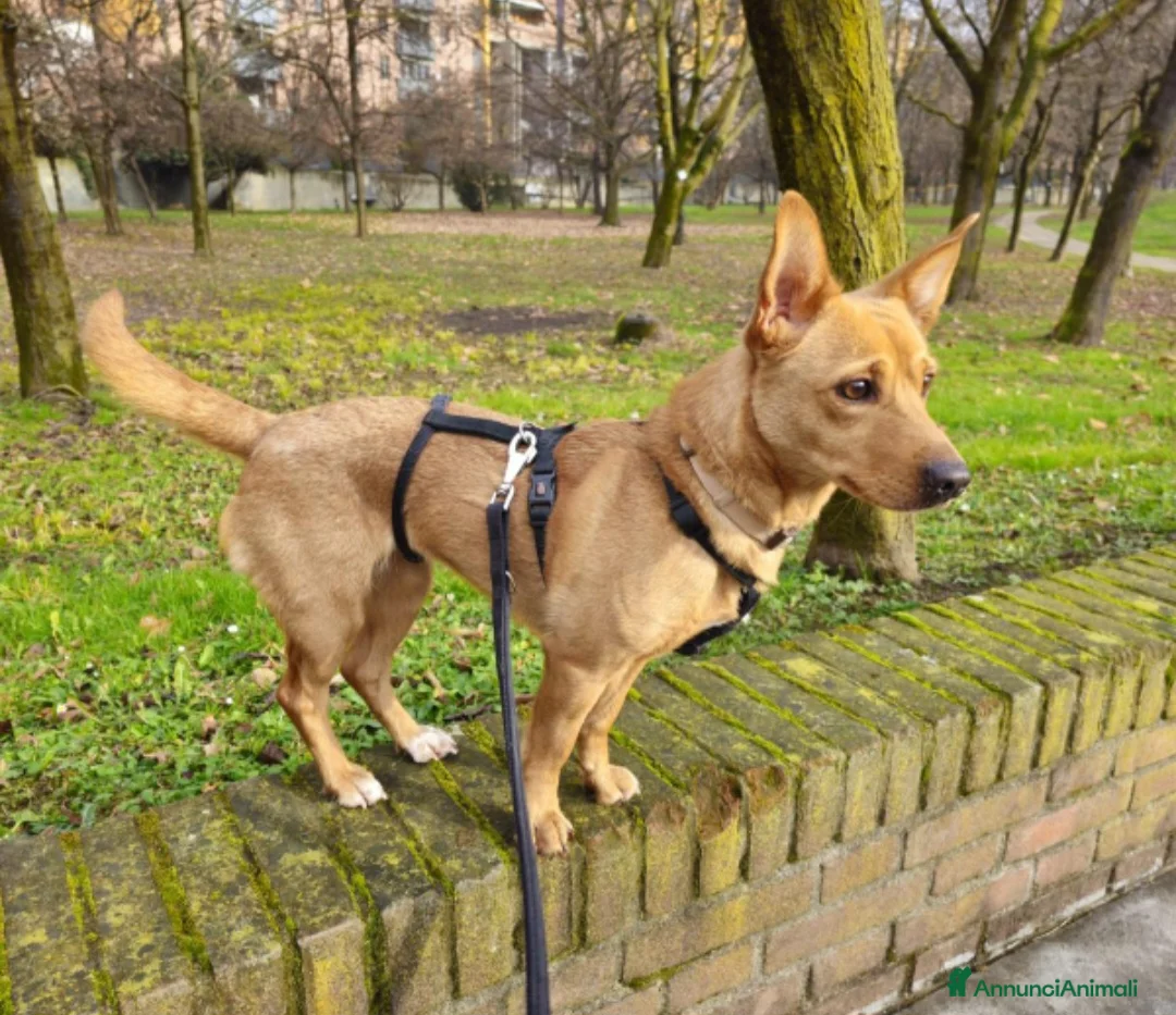 Meticcio cani in regalo: Femmina mix Bassotto/Jack Russel 5anni URGE!MILANO - Annuncio 5