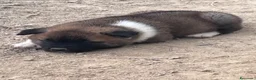 Akita Americano cani in vendita: Cuccioli di Akita  - Annuncio 6