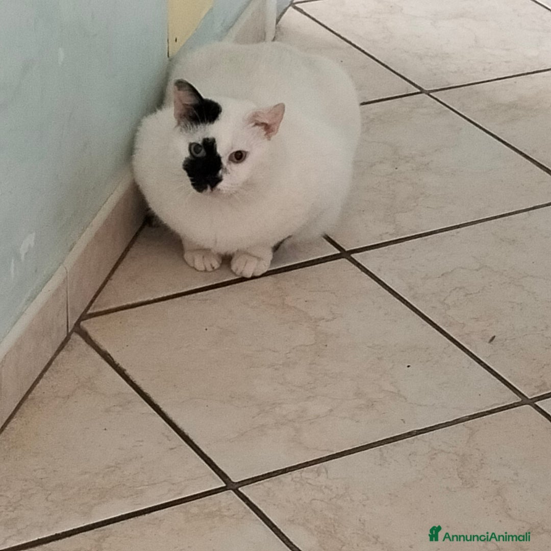 Meticcio gatti in regalo: Regalo gatto  - Annuncio 1