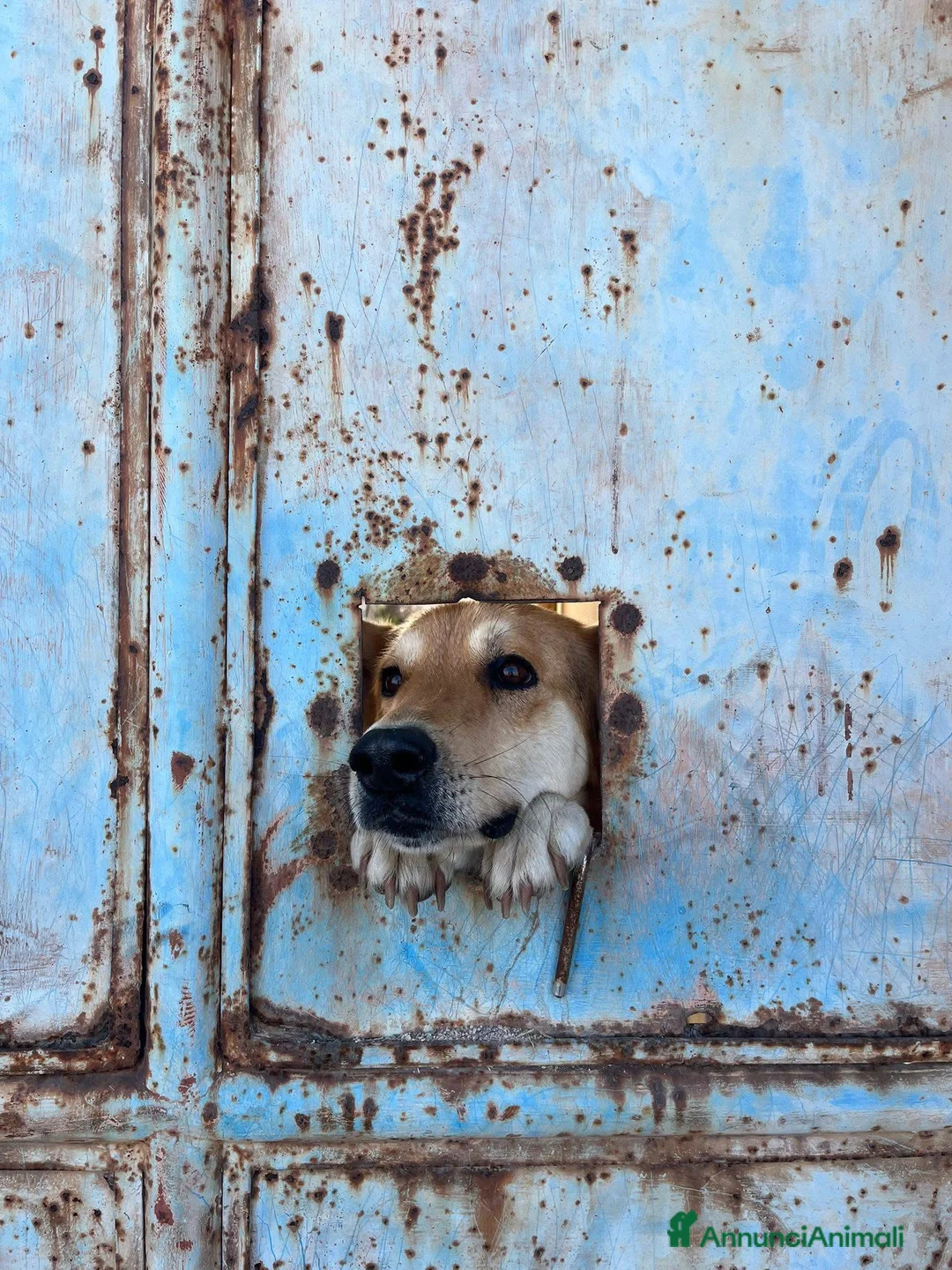 Meticcio cani in regalo: Betty - Annuncio 8