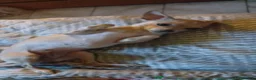 Chihuahua cani in vendita: Chihuahua dolci e buoni bellissimi - Annuncio 28