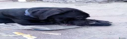 Cane Corso cani in vendita: Cucciola di cane corso - Annuncio 3