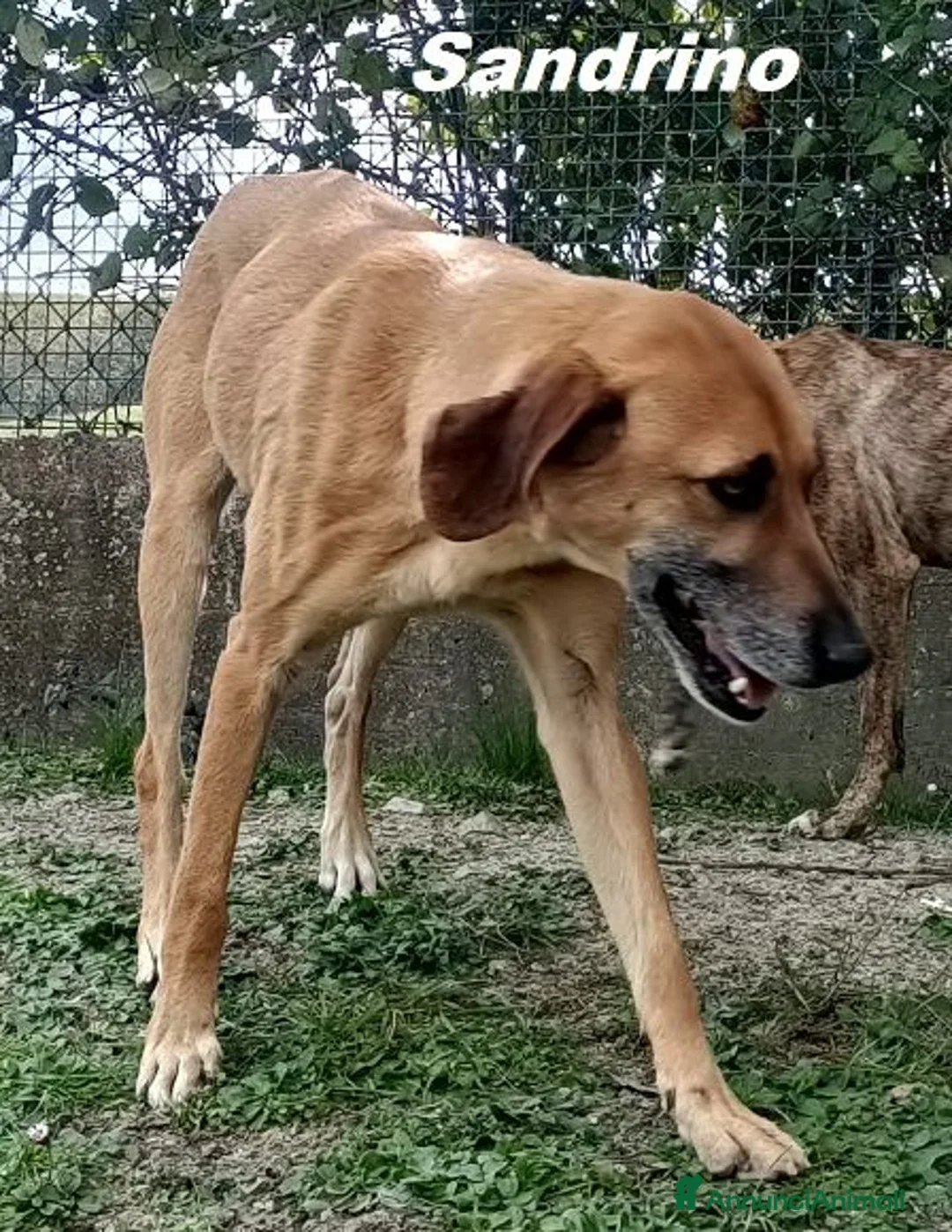 Meticcio cani in regalo: SANDRINO un bravo simpaticone - Annuncio 4