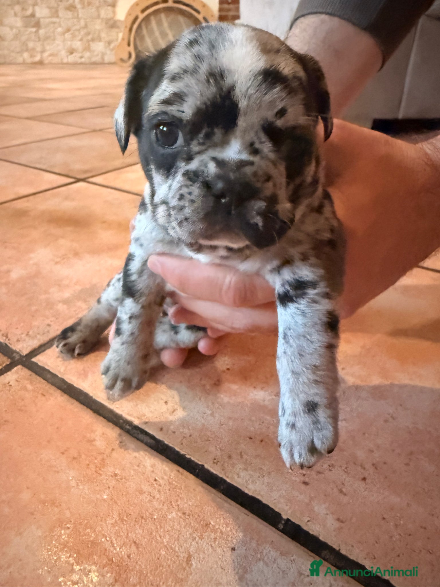 Bulldog Francese cani Bulldog francese cuccioli  - Annuncio 1