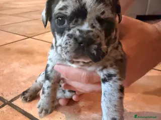 Bulldog Francese cani Bulldog francese cuccioli - Annuncio 1