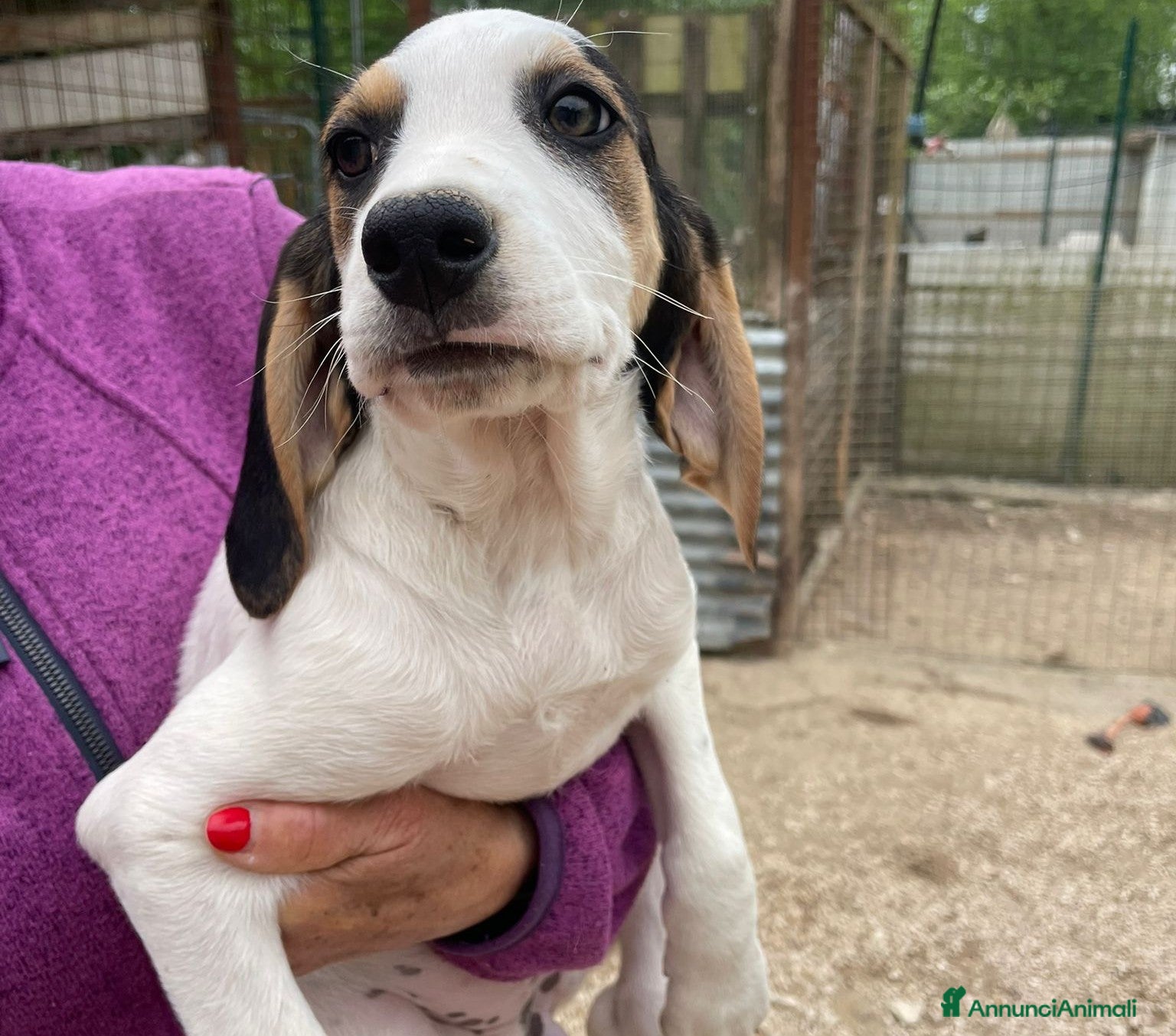 Meticcio cani LA BELLISSIMA E DOLCISSIMA SELENE - Annuncio 11