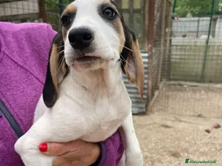 Meticcio cani LA BELLISSIMA E DOLCISSIMA SELENE - Annuncio 11