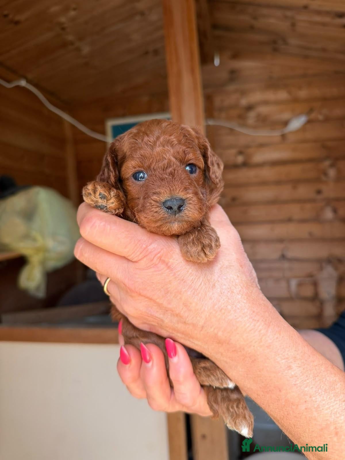 Barboncino cani Bellissimi Cuccioli Di Barboncino Albicocca - Annuncio 2