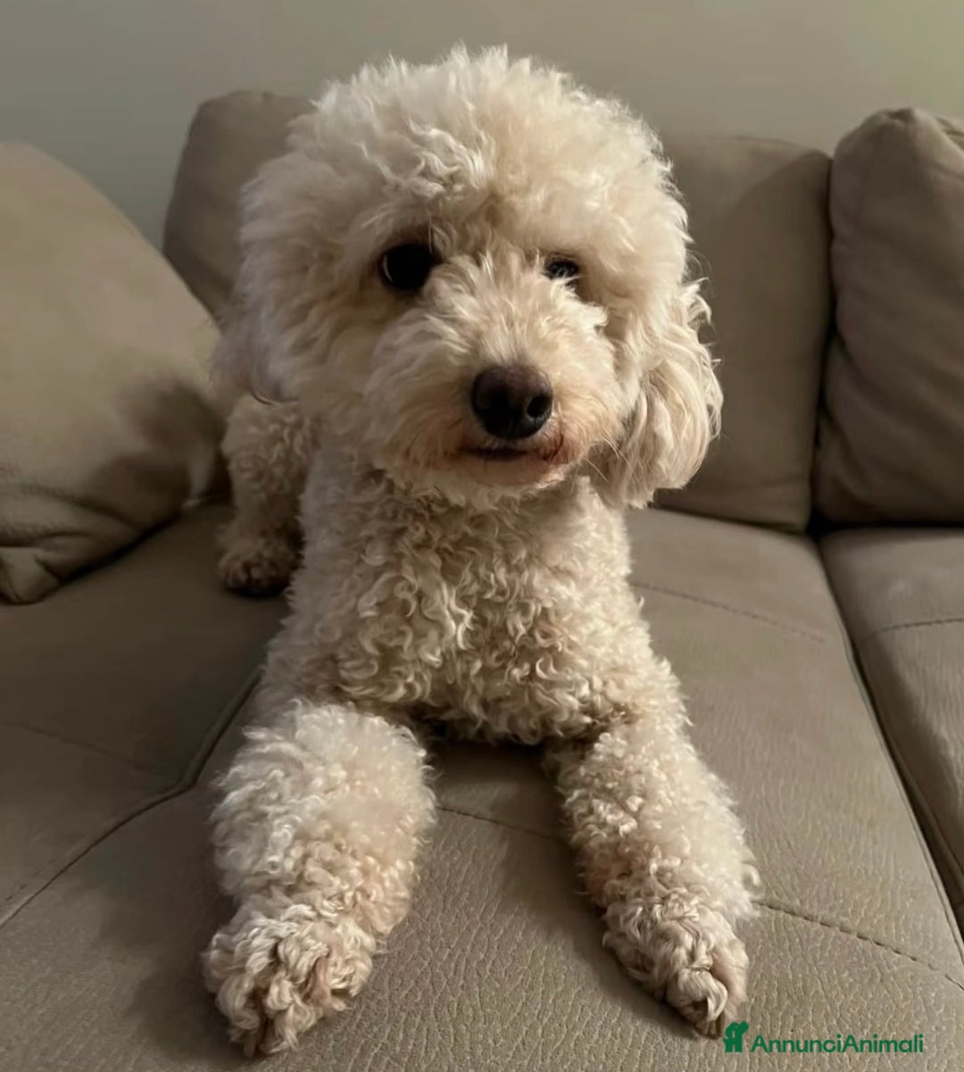 Barboncino cani in vendita: Bellissimi cuccioli di barboncino a Firenze - Annuncio 2