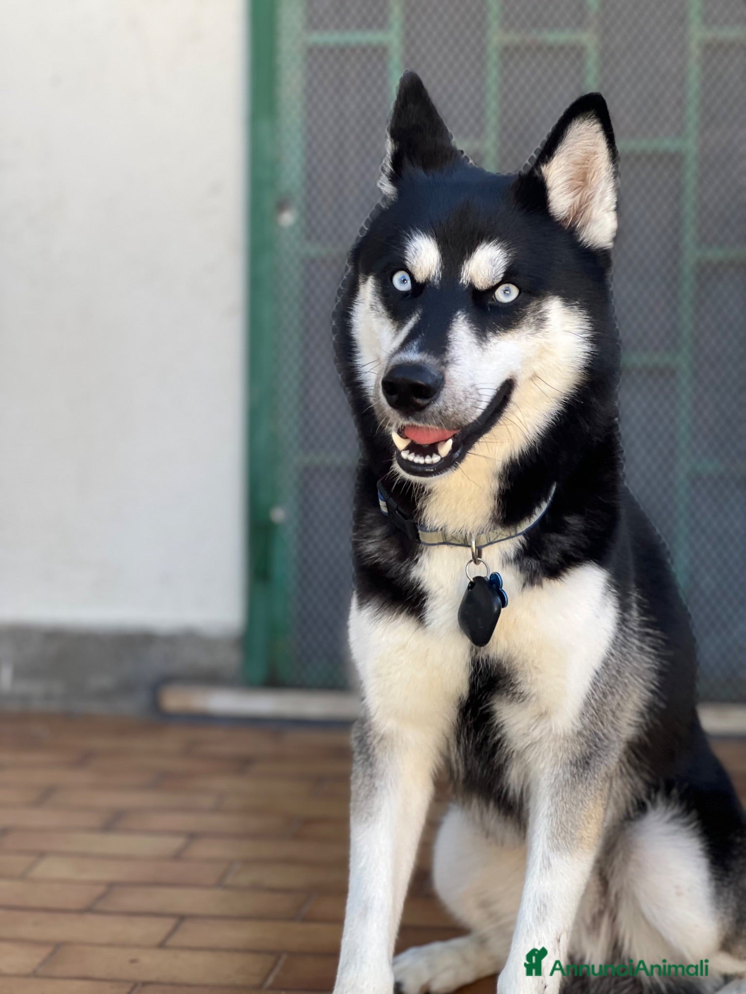 Husky cani Husky Siberian puro - Annuncio 1