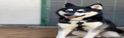 Husky cani in vendita: Husky Siberian puro a Provincia di Isernia - Annuncio 1