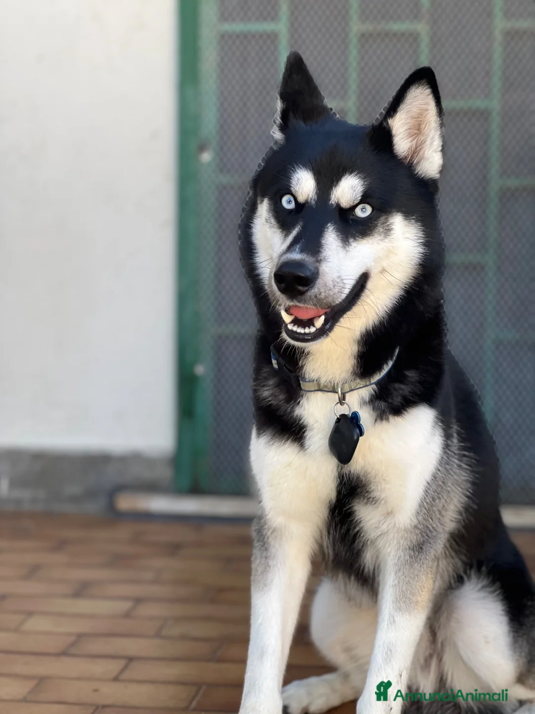 Husky cani in vendita: Husky Siberian puro a Provincia di Isernia - Annuncio 1