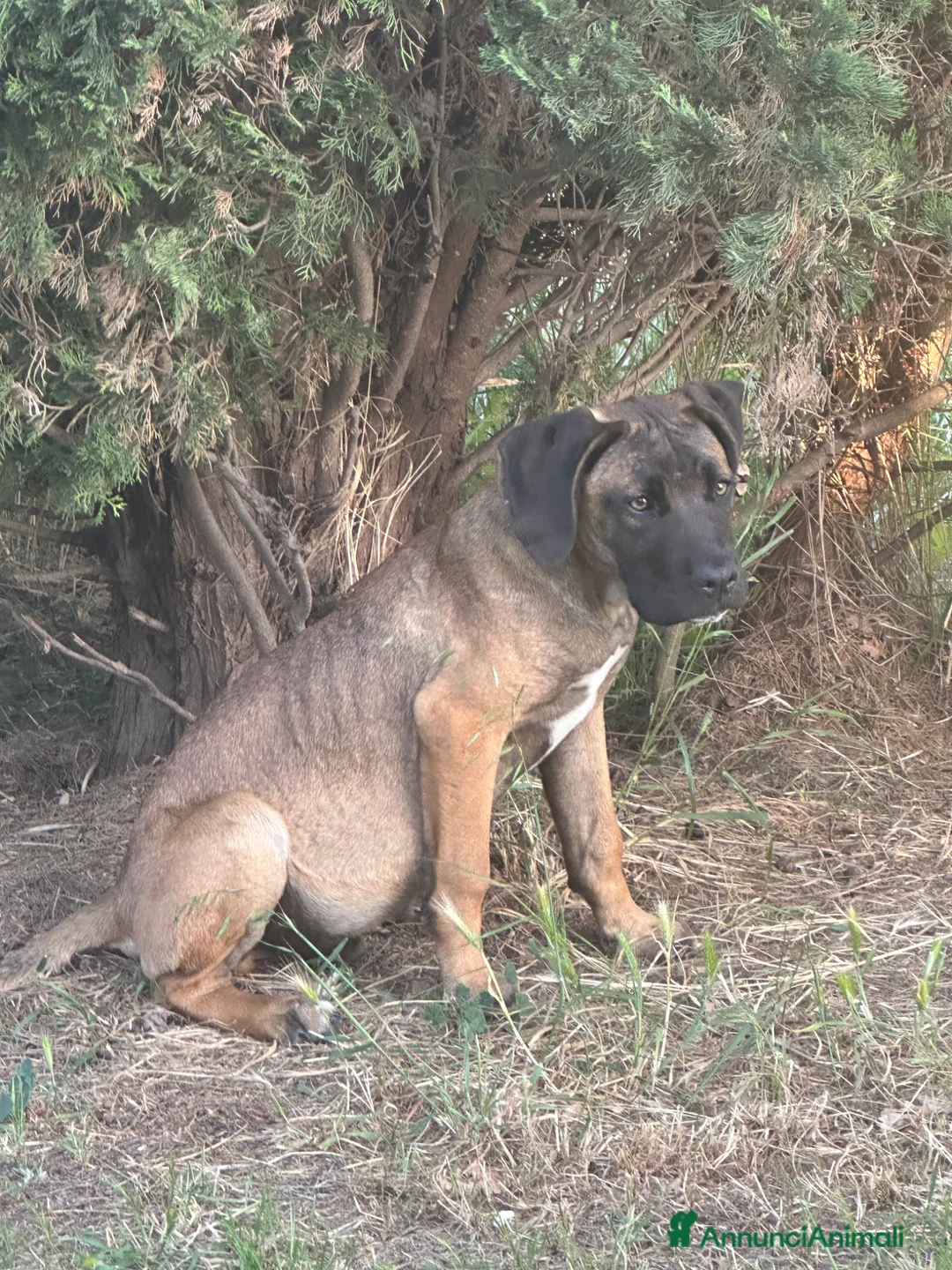 Cane Corso cani in vendita: Vendo cuccioli cane corso - Annuncio 4