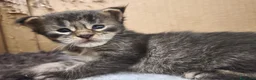Maine Coon gatti in vendita: Cuccioli di Maine Coon(Allevamento Meriggio d'Oro) a Provincia di Cremona - Annuncio 6