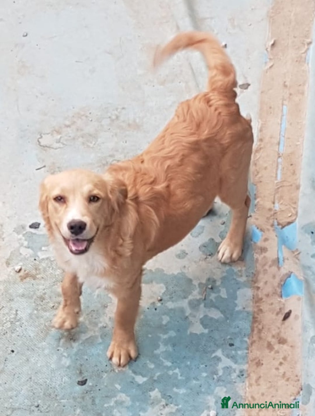 Altre razze cani in regalo: Natale per cuccioletti  - Annuncio 1