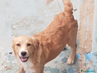 Altre razze cani Natale per cuccioletti - Annuncio 1