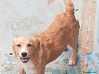 Altre razze cani Natale per cuccioletti - Annuncio 7