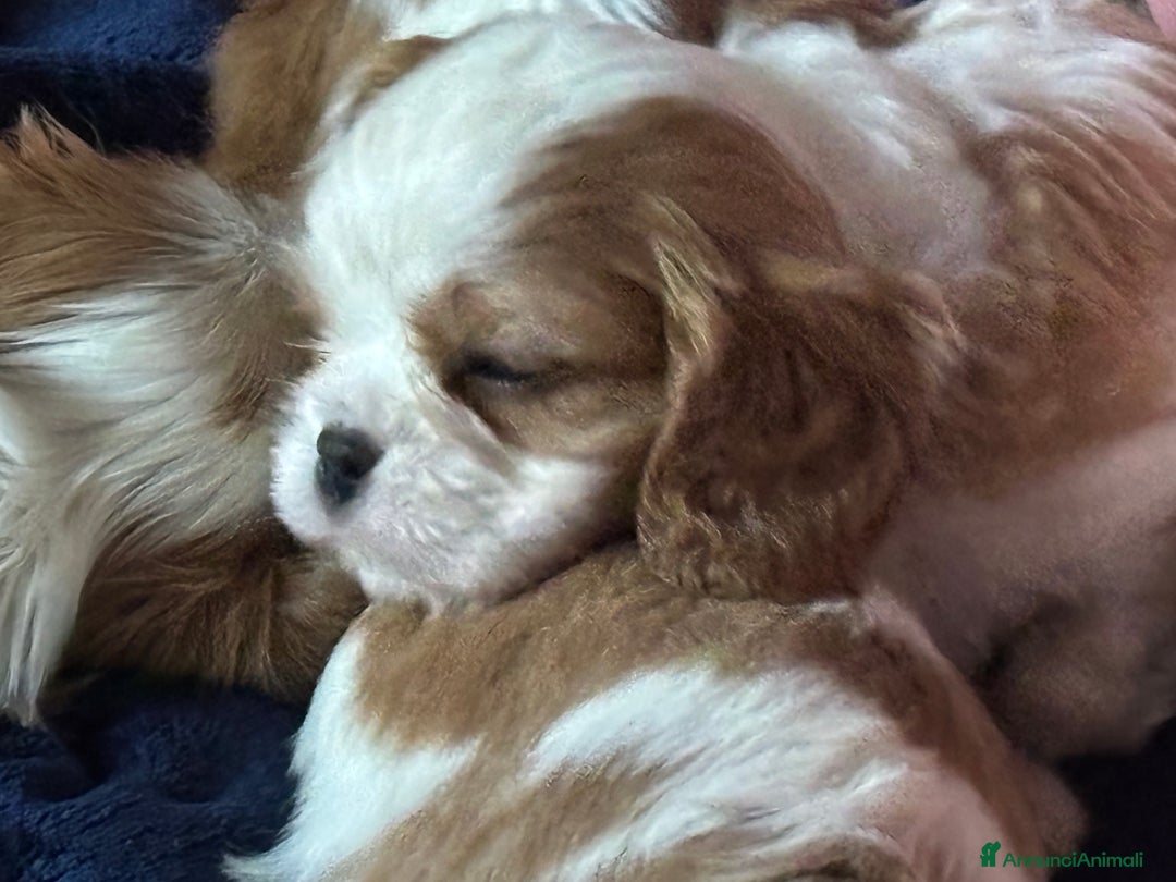 Cavalier King cani in vendita: Cuccioli di Cavalier King nati in casa ❤️ - Annuncio 9