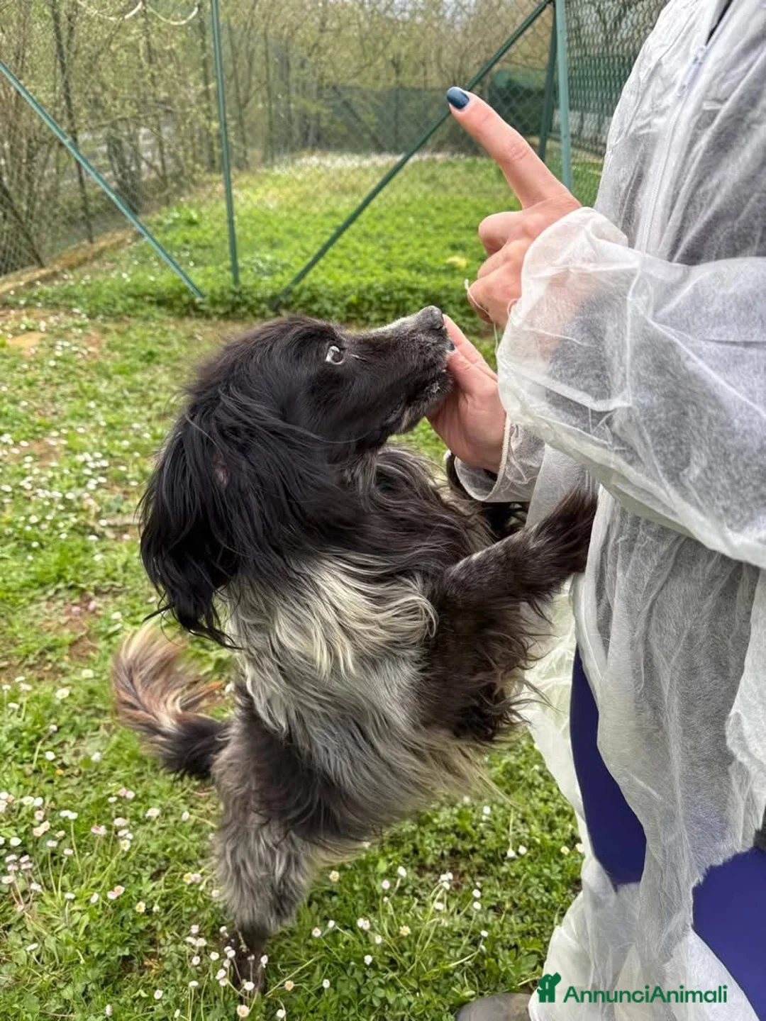 Meticcio cani in regalo: Elliot a Provincia di Viterbo - Annuncio 3
