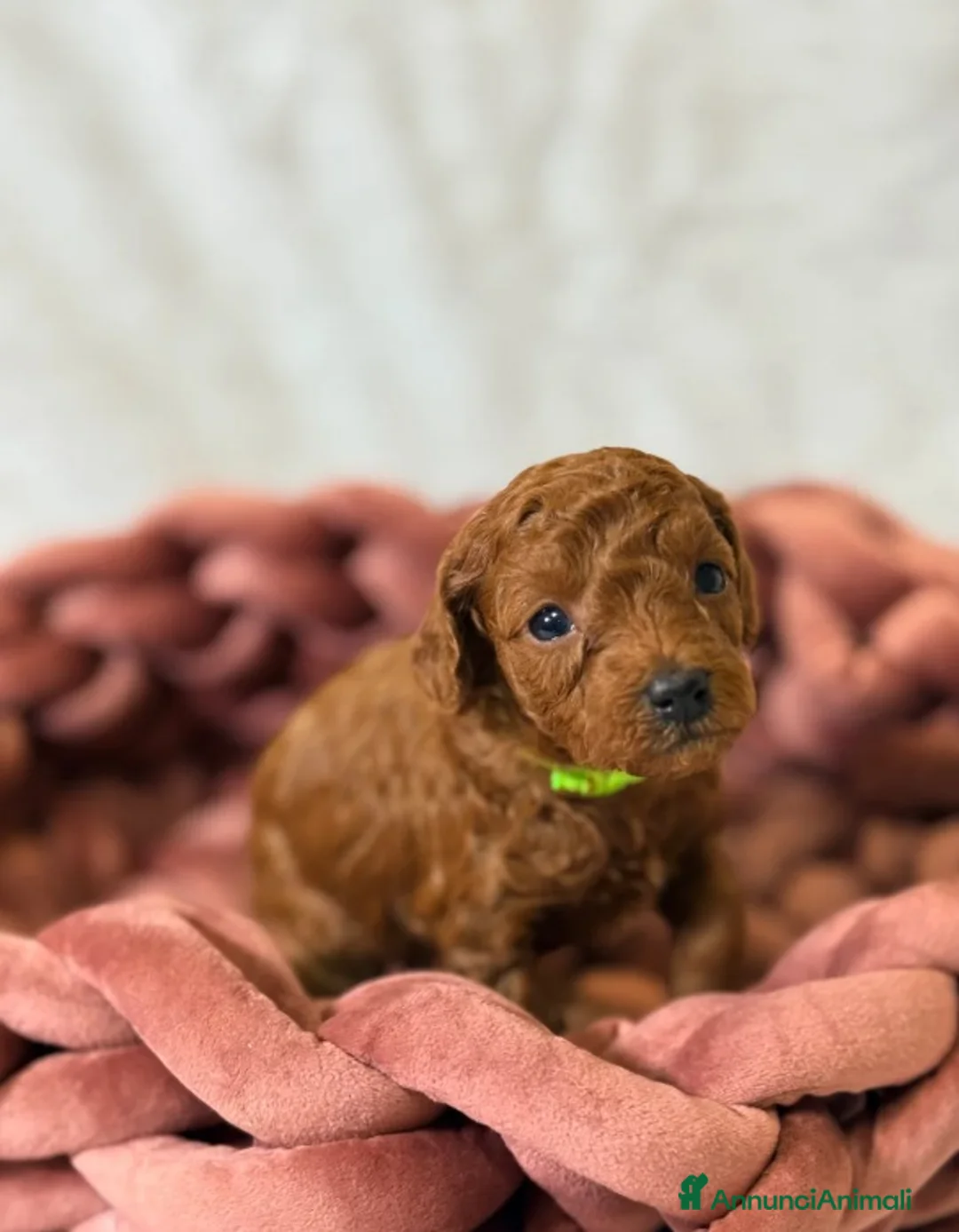Barboncino Toy cani in vendita: Cuccioli di barboncino Toy rosso asiatico Toy barb - Annuncio 7