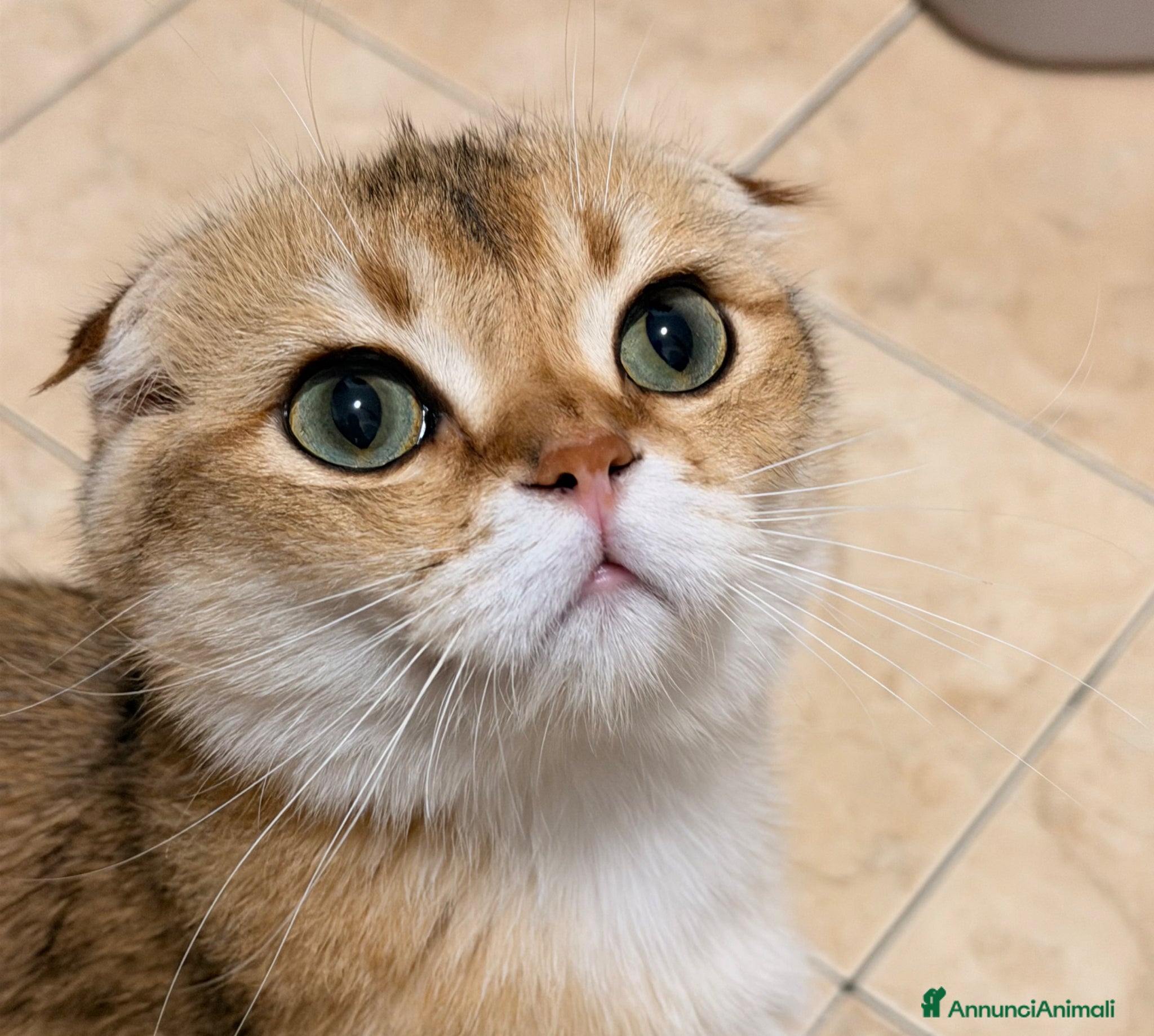 British gatti in vendita: SCOTTISH FOLD - Annuncio 1