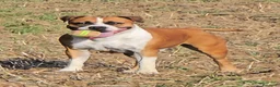 American Staffordshire cani in vendita: Cucciolo Amstaff  - Annuncio 17