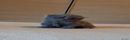 Scottish gatti in vendita: Gattini, cuccioli Scottish è British  - Annuncio 7
