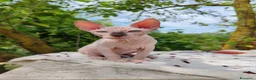 Sphynx gatti in vendita: Disponibili splendidi cuccioli di Sphynx ✨ - Annuncio 10
