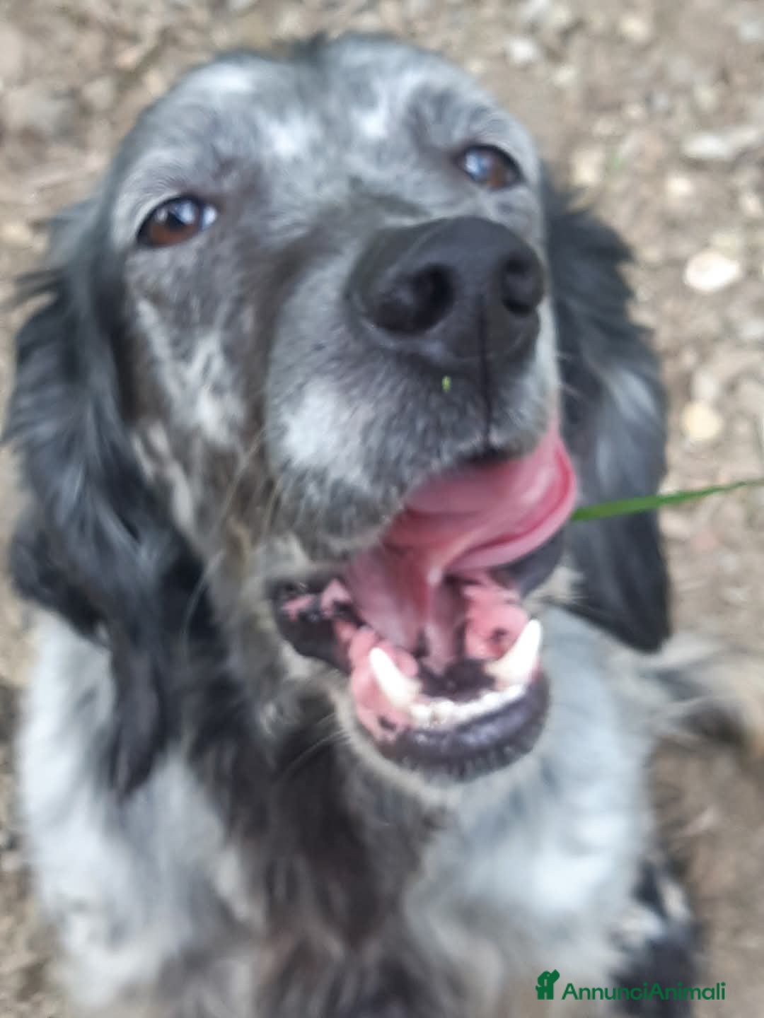 Setter Inglese cani in regalo: Setter Inglese 4anni non sapeva cacciare! TOSCANA  a Città metropolitana di Milano - Immagine 2