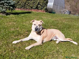 Meticcio cani ⚠️ FERMATI UN ATTIMO A LEGGERE ⚠️ - Annuncio 23