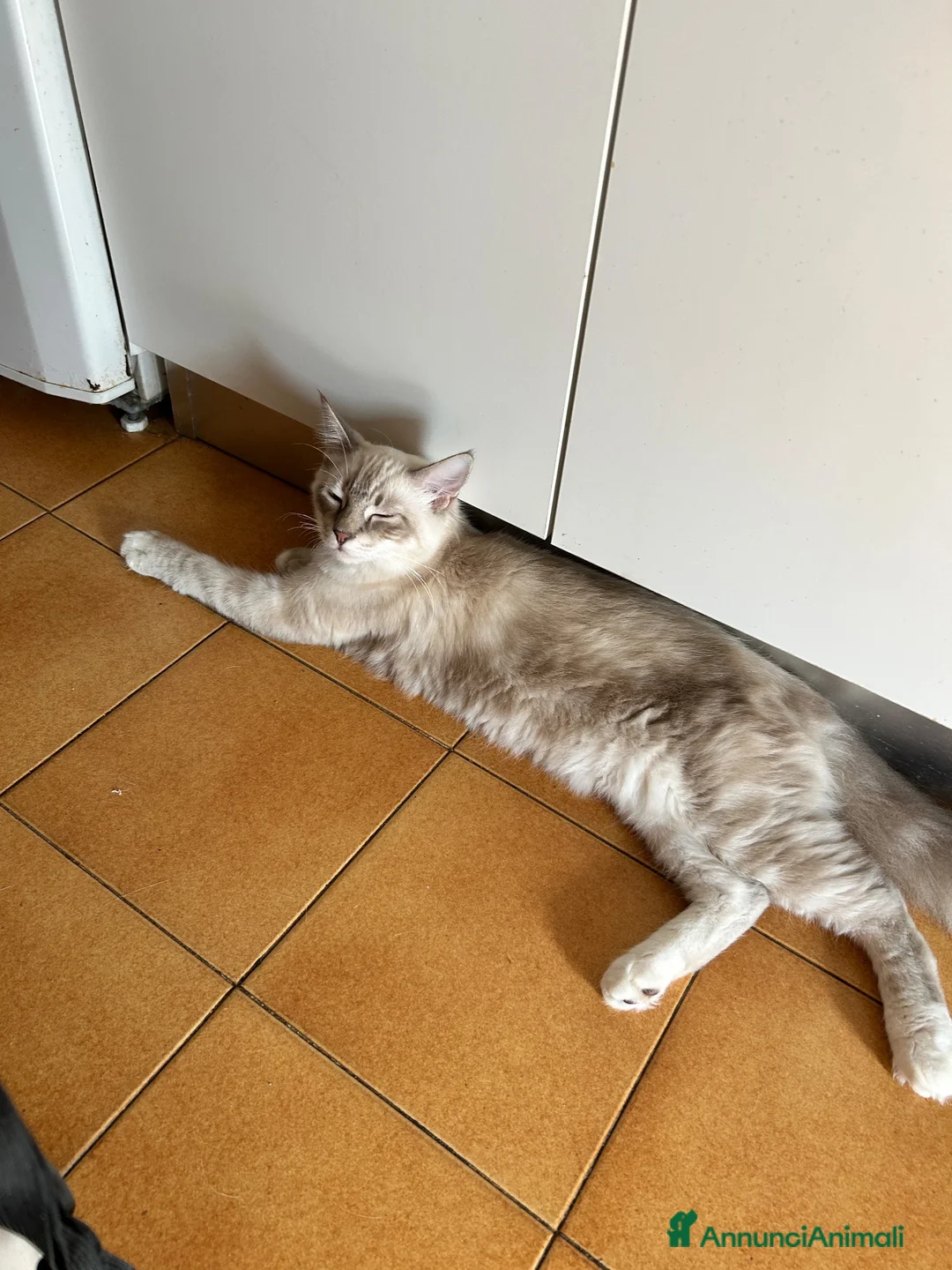 Ragdoll gatti in vendita: Cuccioli di 6 mesi disponibili  - Annuncio 4
