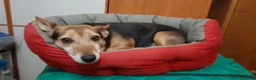 Meticcio cani in regalo: Kira cerca una famiglia amorevole  a Città Metropolitana di Torino - Annuncio 2
