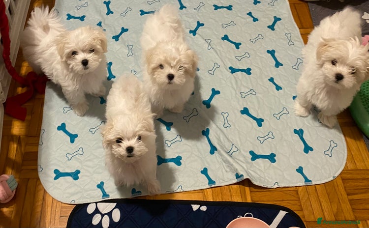 Maltese cani a Città Metropolitana di Venezia - Annuncio 5