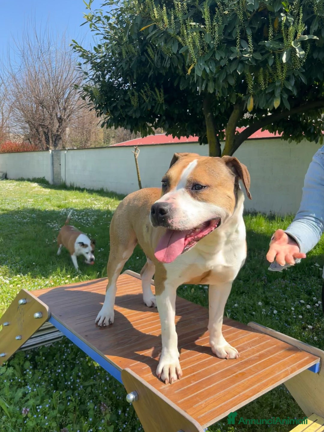 American Staffordshire cani in regalo: GOLD BELLISSIMO AMSTAFF a Città metropolitana di Milano - Annuncio 3