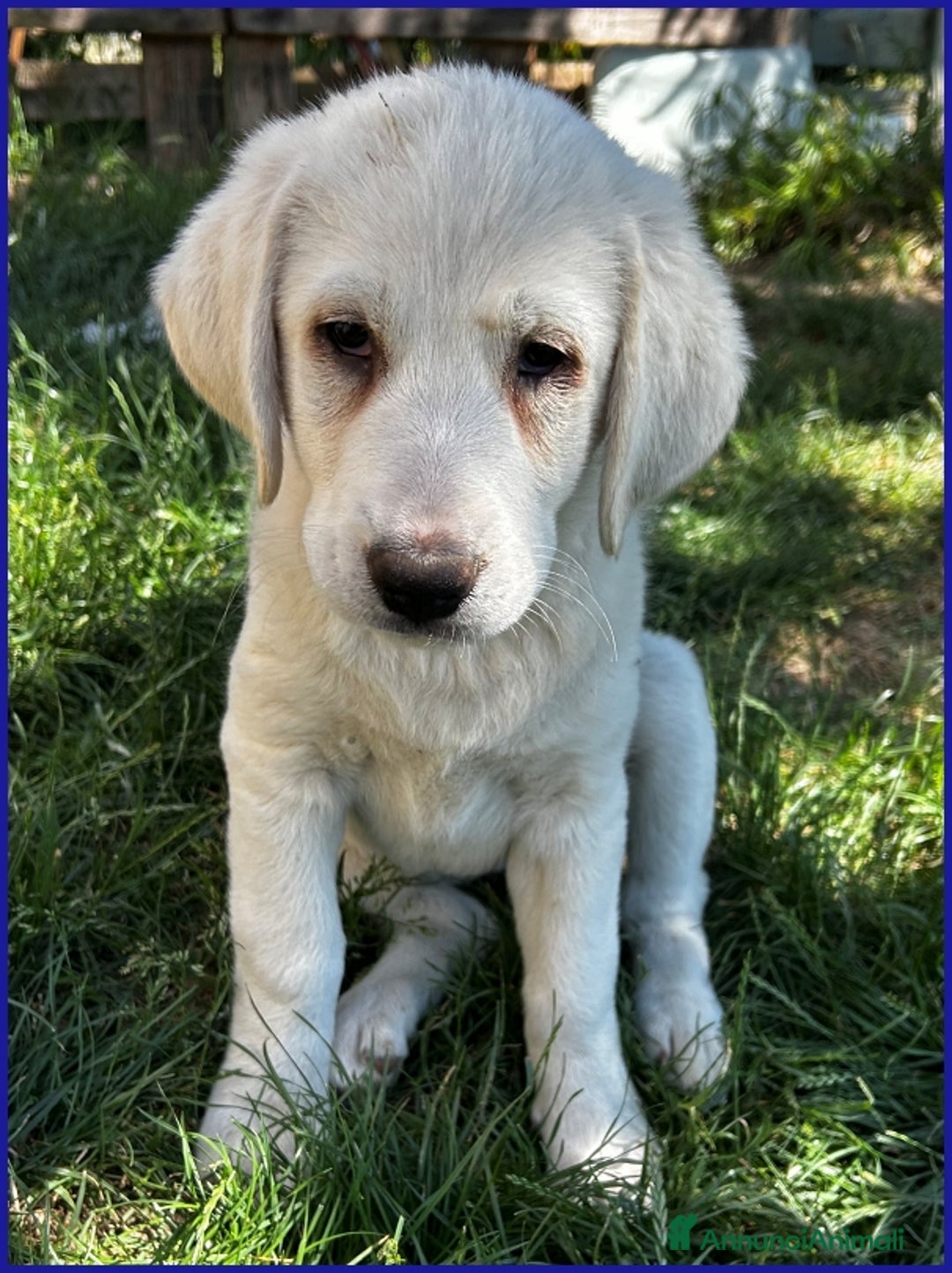 Pastore Maremmano cani in regalo: BBQ, CUCCIOLA 2 MESI MIX MAREMMANA, DOLCE NUVOLETT - Annuncio 6