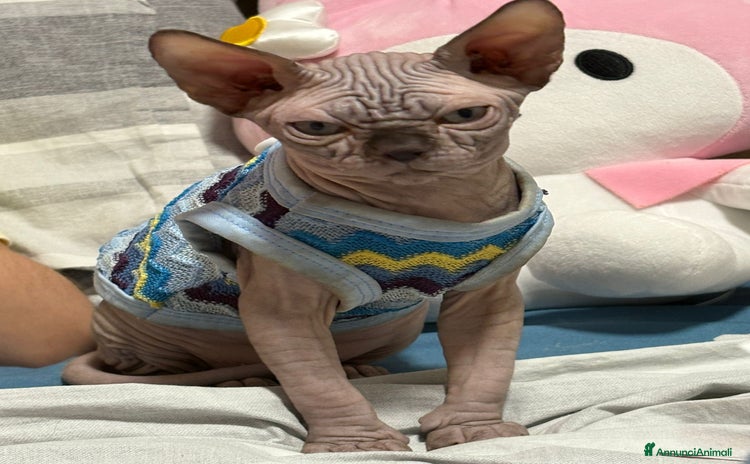 Sphynx gatti Sphynx  - Annuncio 9