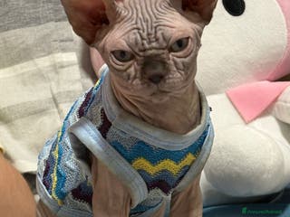 Sphynx gatti Sphynx - Annuncio 8