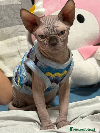 Sphynx gatti - Annuncio 9