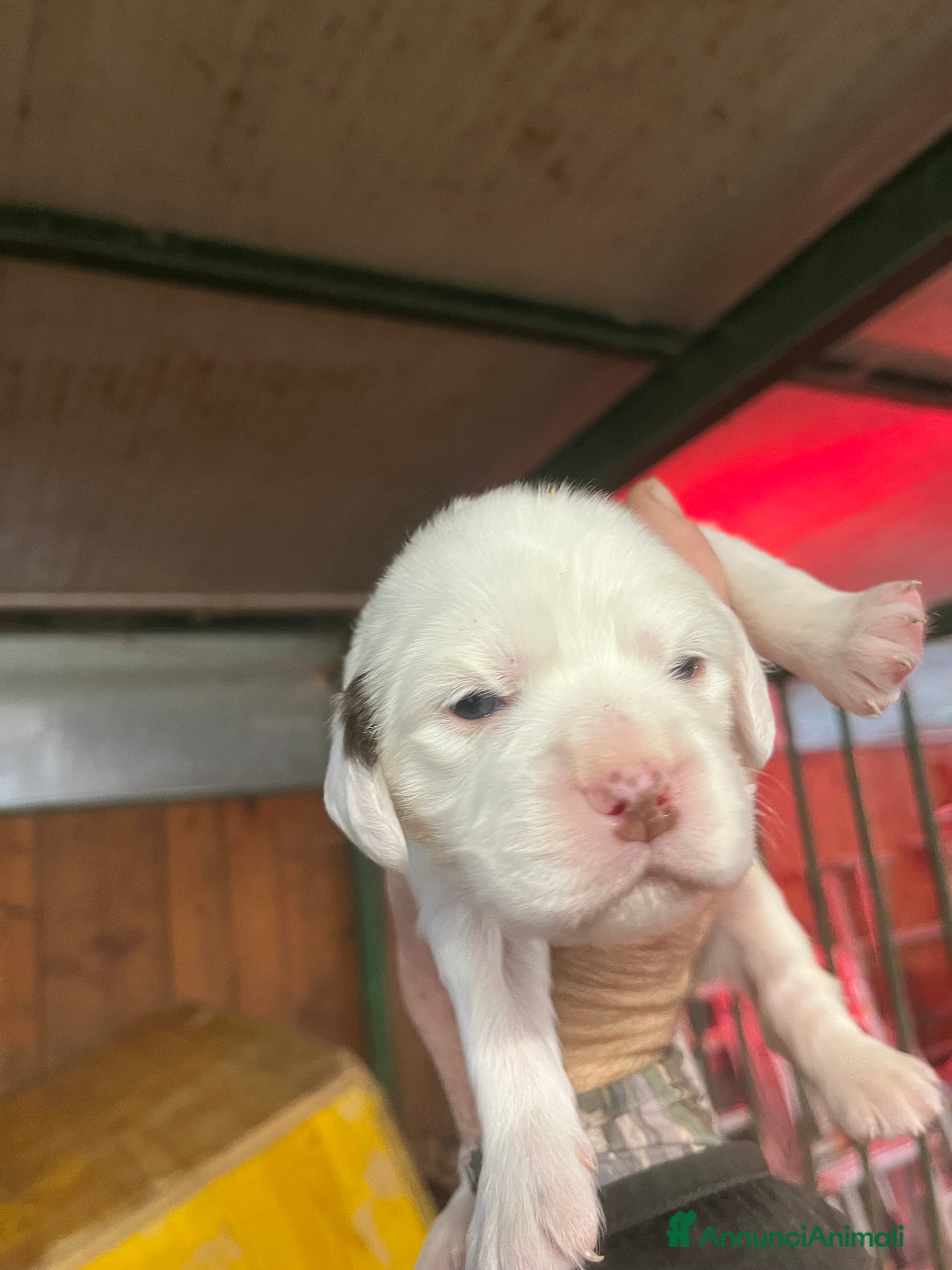 Setter Inglese cani Cuccioli setter inglese  - Annuncio 2